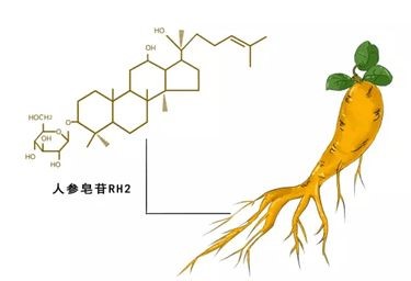 人參皂苷rh2