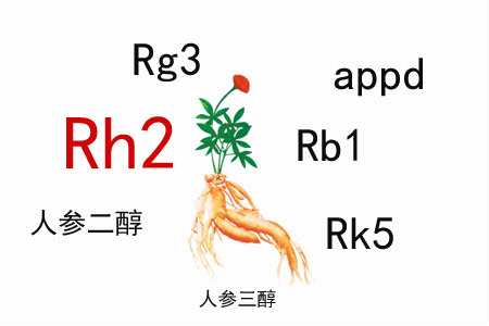 人參皂苷的免疫調(diào)節(jié)作用有什么特殊之處？