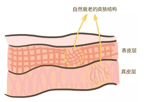 來(lái)看看維E是如何抗衰老的，一起看看原理