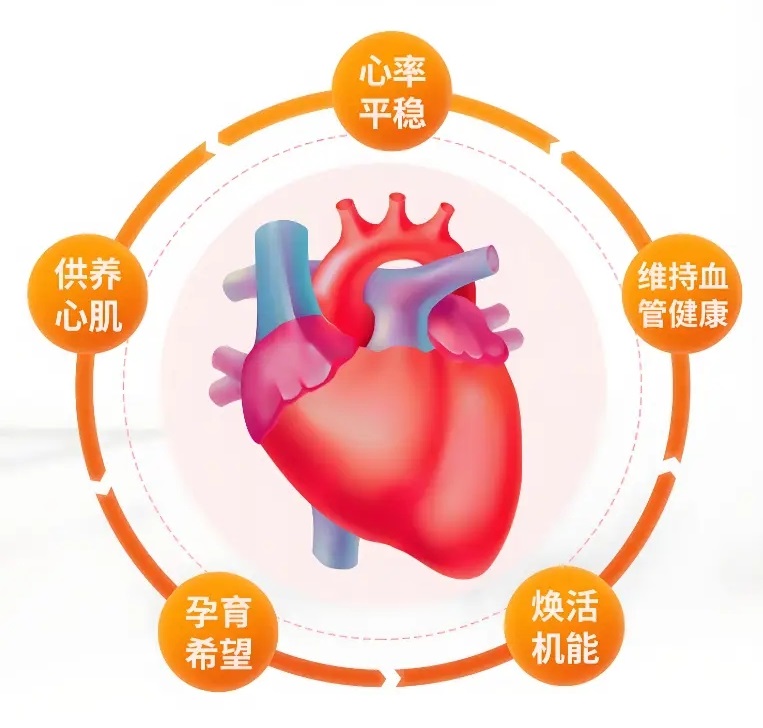 輔酶Q10：了解這一抗衰老和增強心臟健康的成分 